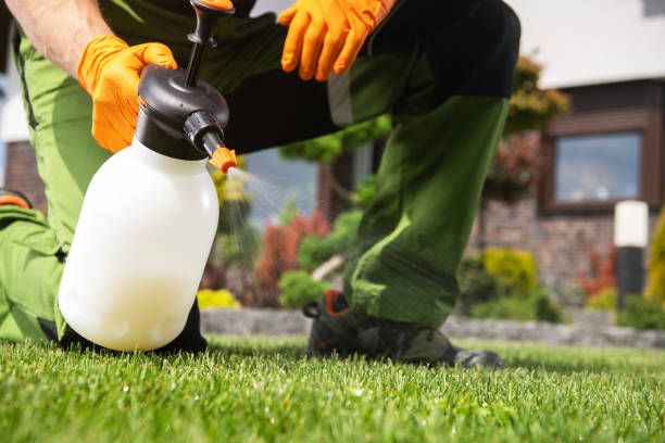 Best Termite Control Services  in New Lenox, IL