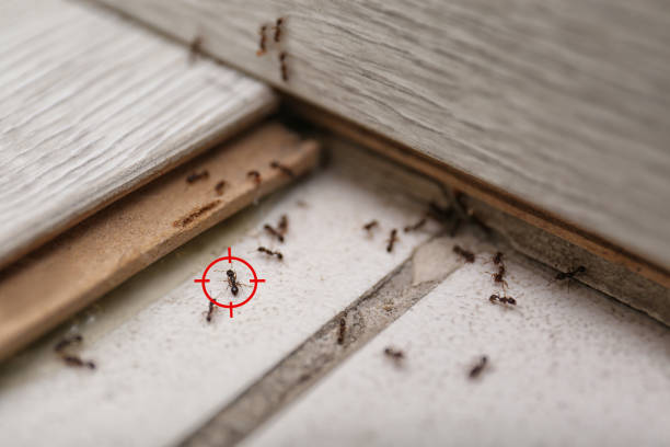 Best Flea Control Services  in New Lenox, IL