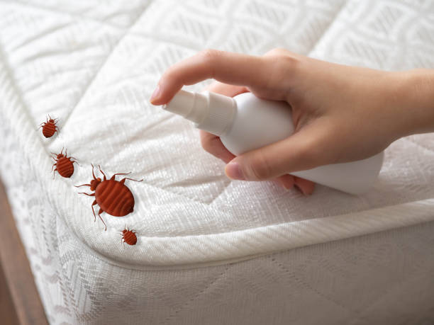 Best Cockroach Control Services  in New Lenox, IL