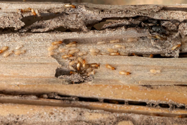 Best Pest Control Near Me  in New Lenox, IL