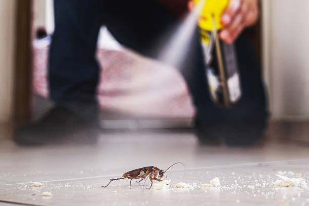 Best Local Pest Control Services  in New Lenox, IL